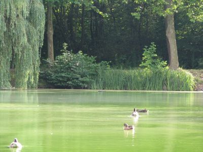 Cliquez pour voir l'image en taille réelle